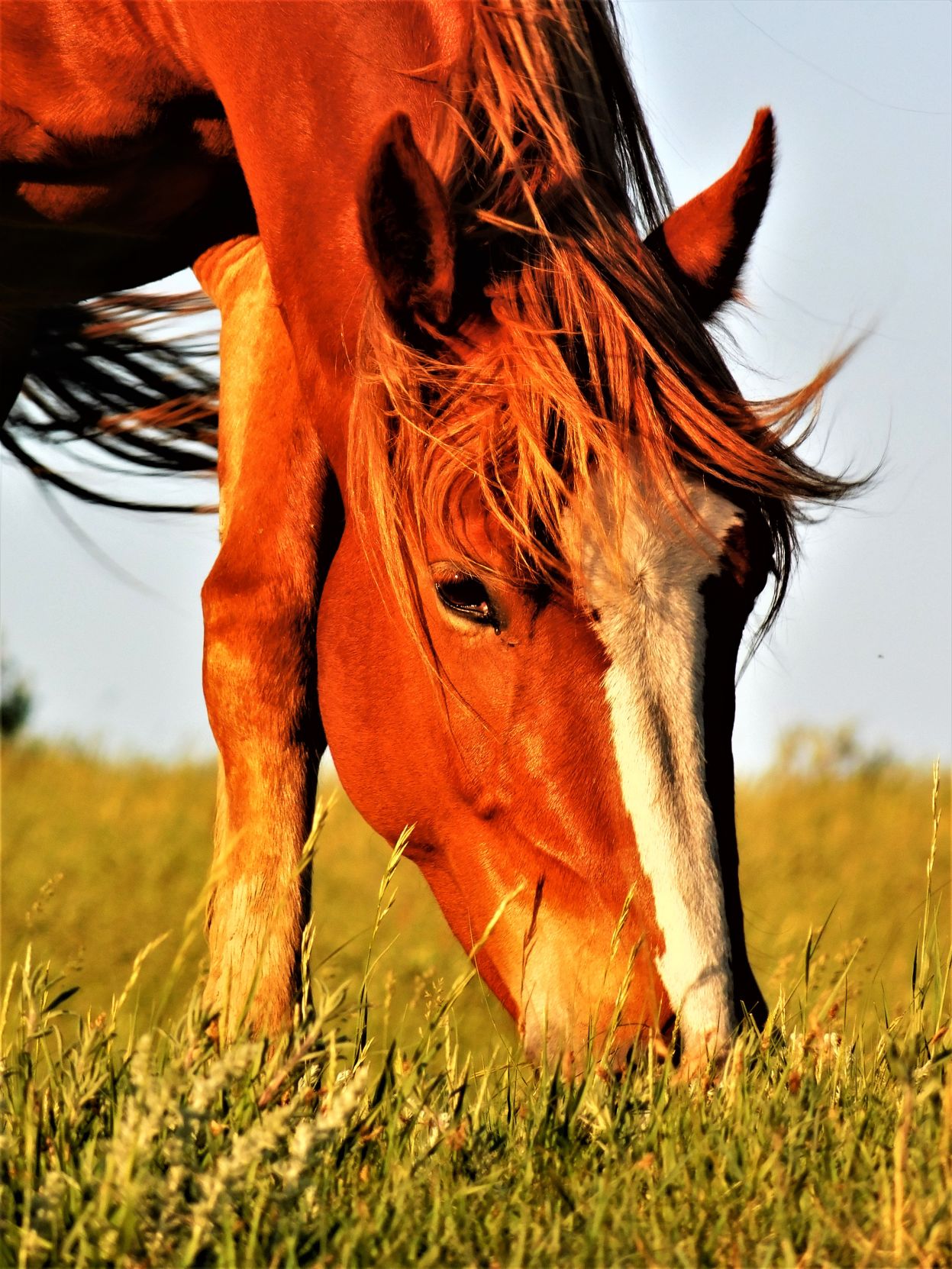 Wild Horse